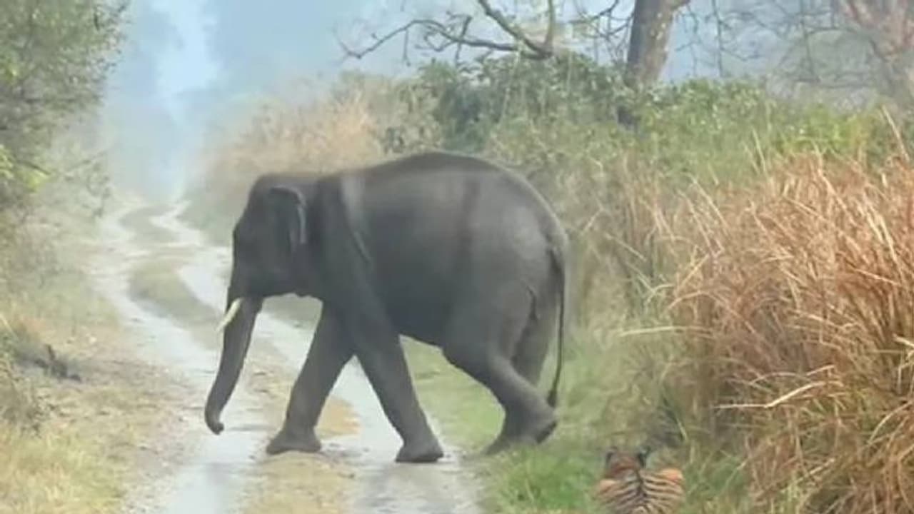 ആനക്കൂട്ടം വരുന്നുണ്ടേ വഴി മാറിക്കോ! ആനക്കൂട്ടത്തിന് വഴിയൊരുക്കുന്ന കടുവ!