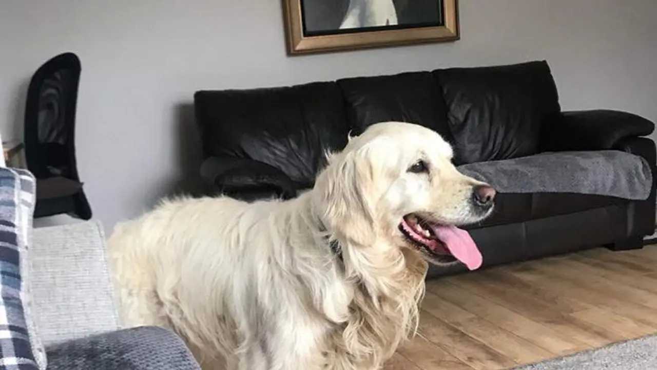 பழைய வீட்டைத் தேடி 27 நாட்கள் 64 கி.மீ. தூரம் நடந்து சென்ற கோல்டன் ரெட்ரீவர் நாய்! பழைய வீட்டைத் தேடி 27 நாட்கள் 64 கி.மீ. தூரம் நடந்து சென்ற கோல்டன் ரெட்ரீவர் நாய்!