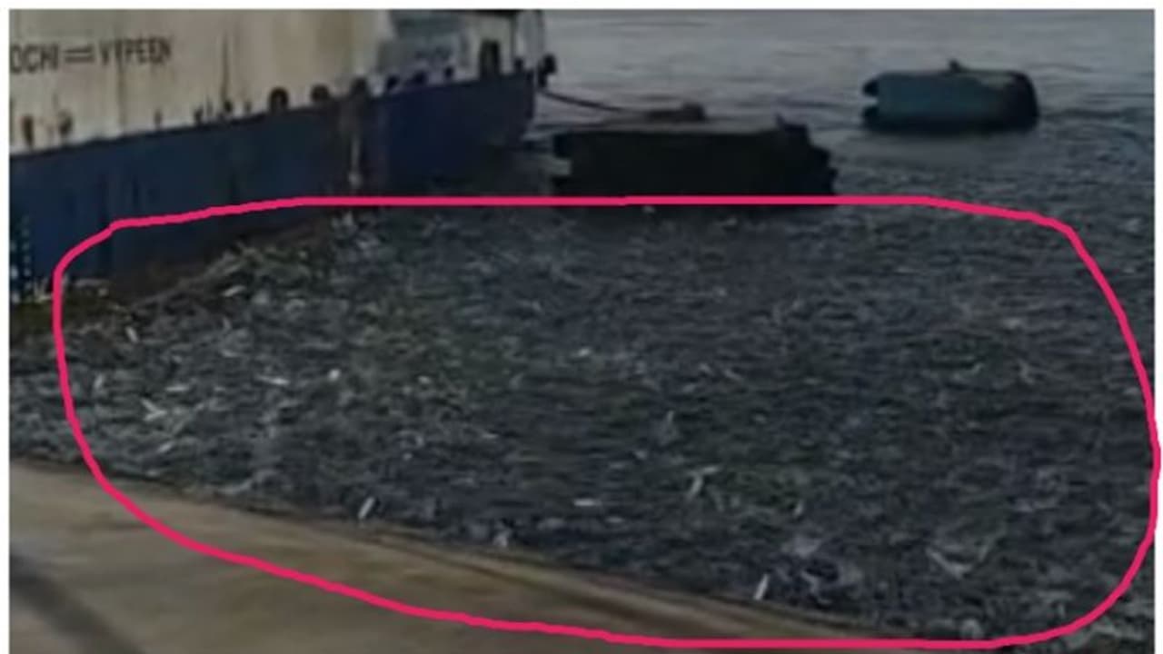 കൊച്ചി ജങ്കാര്‍ ജെട്ടിക്ക് സമീപം 'ചാള പൊലപ്പ്'; വൈറലായി വീഡിയോ 