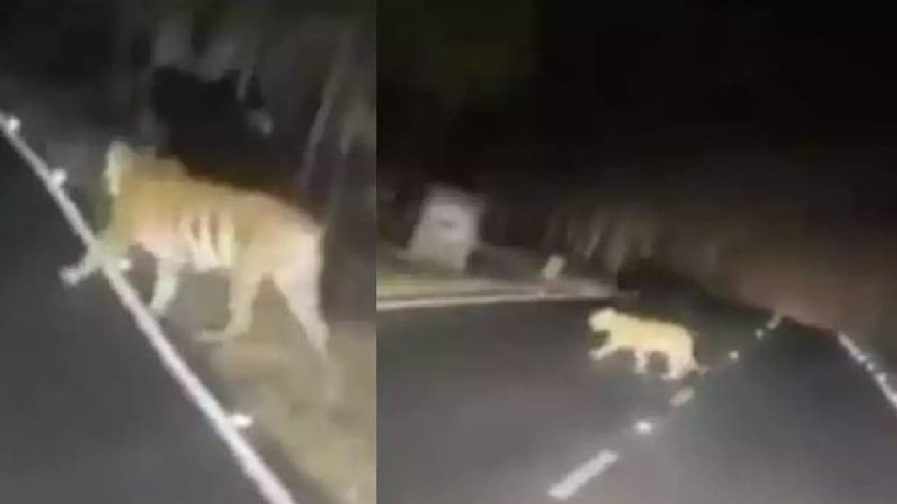 Viral video: റോഡ് മുറിച്ച് കടക്കുന്ന കടുവക്കൂട്ടം, പെട്ടെന്ന് വാഹനത്തിന്റെ വെളിച്ചം, പിന്നെ സംഭവിച്ചത്