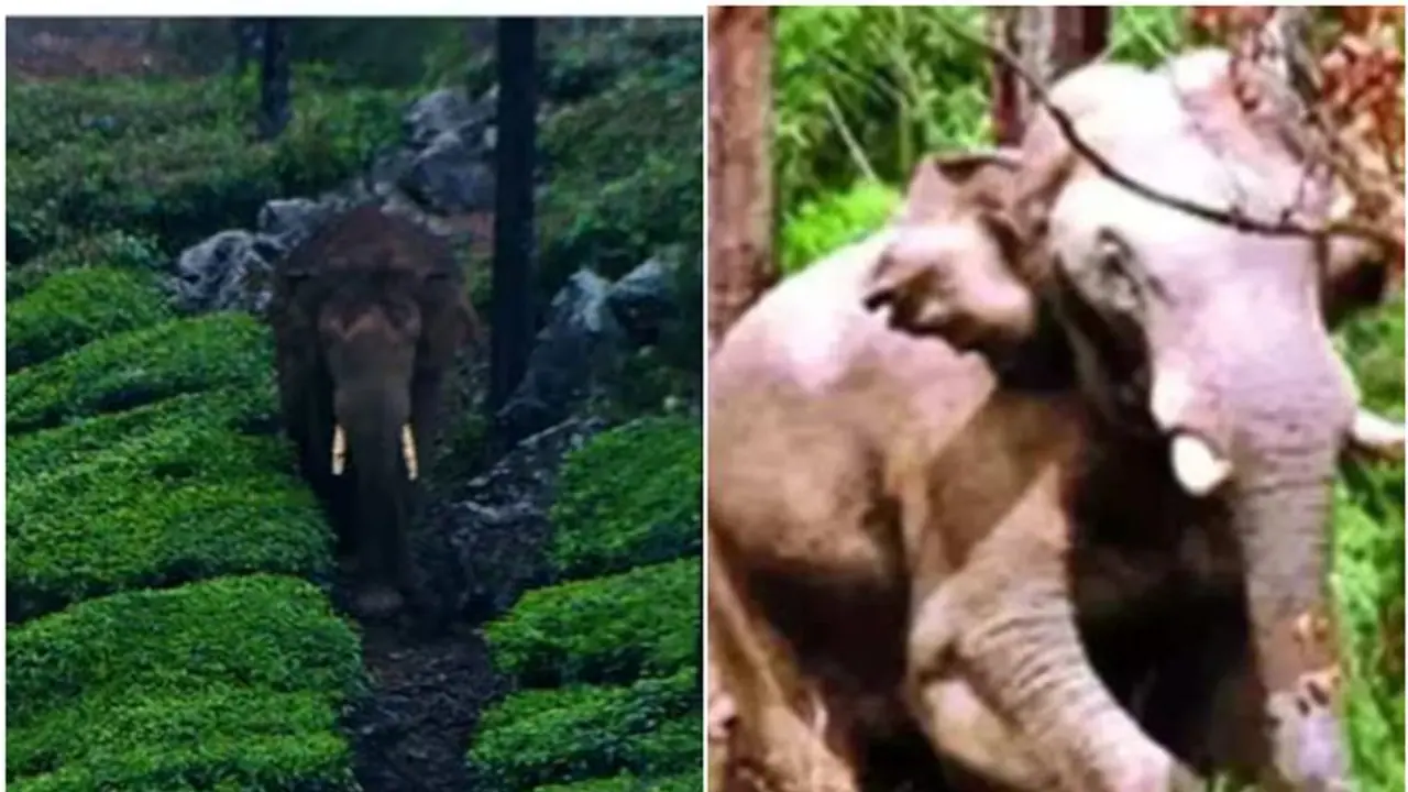 കട്ടച്ചങ്ക്, ഇടയ്ക്ക് ഉടക്കും, ഒടുവിൽ ചതി; അരിക്കൊമ്പനെ മയക്കുവെടിവെക്കാൻ 'സഹായിച്ചത്' ചക്കക്കൊമ്പൻ