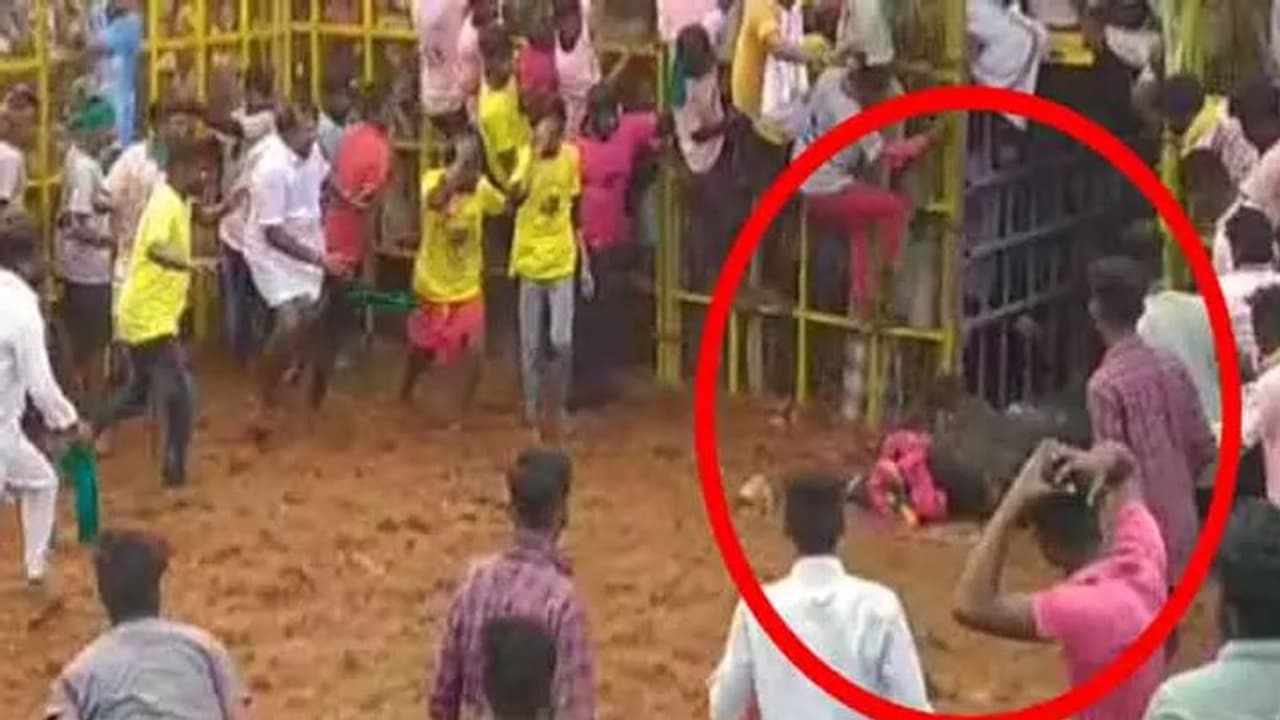 அட கடவுளே.. சீறிய போது வாடிவாசலில் மயங்கி விழுந்த சின்ன கொம்பன் காளை.. பதறிய விஜயபாஸ்கர்.. நடந்தது என்ன?