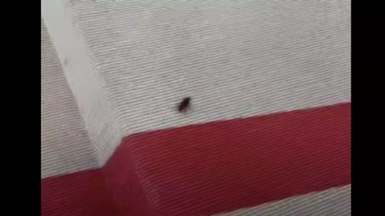 ലോകത്തിലെ ഏറ്റവും വലിയ ഫാഷൻ മേളയില് താരമായി ഒരു 'പാറ്റ'; വീഡിയോ ഇതാ... ലോകത്തിലെ ഏറ്റവും വലിയ ഫാഷൻ മേളയില് താരമായി ഒരു 'പാറ്റ'; വീഡിയോ ഇതാ...