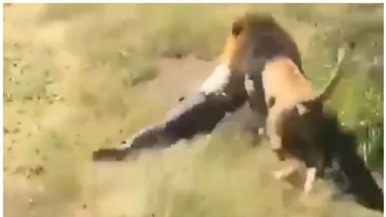 തന്‍റെ അധികാര പരിധിയിലേക്ക് കടന്ന മൃഗശാലാ ഉടമയെ കടിച്ചെടുത്ത് ഓടുന്ന സിംഹത്തിന്‍റെ വീഡിയോ വീണ്ടും വൈറല്‍ !