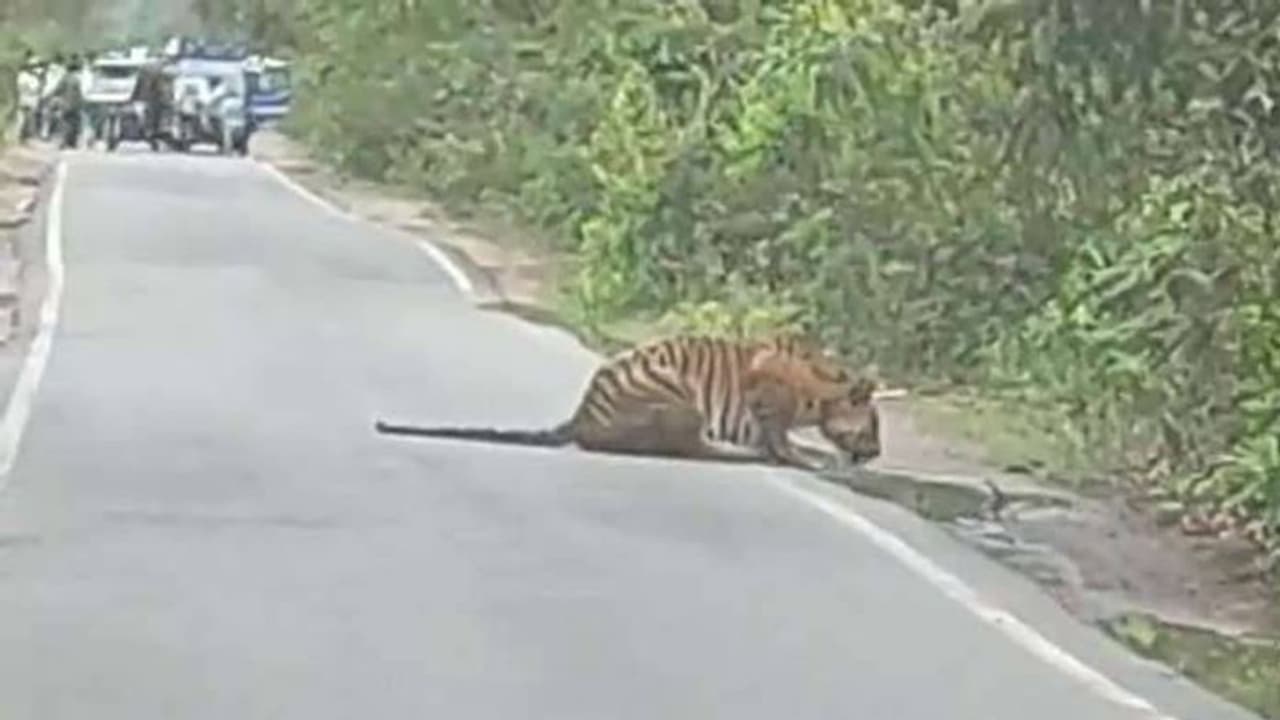 Viral video: റോഡരികിൽ വെള്ളം കുടിക്കുന്ന ബംഗാൾ കടുവ, ക്ഷമയോടെ നിർത്തിയിട്ട് വാഹനങ്ങൾ, വീഡിയോ Viral video: റോഡരികിൽ വെള്ളം കുടിക്കുന്ന ബംഗാൾ കടുവ, ക്ഷമയോടെ നിർത്തിയിട്ട് വാഹനങ്ങൾ, വീഡിയോ