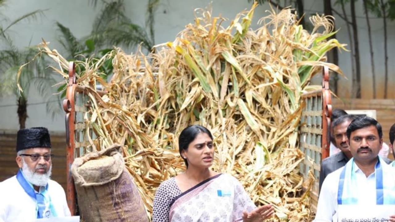 ఇప్పటికైనా మేల్కోండి..: దెబ్బతిన్న పంటలతో కూడిన ట్రక్కును కేసీఆర్కు పంపేందుకు షర్మిల యత్నం.. ఇప్పటికైనా మేల్కోండి..: దెబ్బతిన్న పంటలతో కూడిన ట్రక్కును కేసీఆర్కు పంపేందుకు షర్మిల యత్నం..