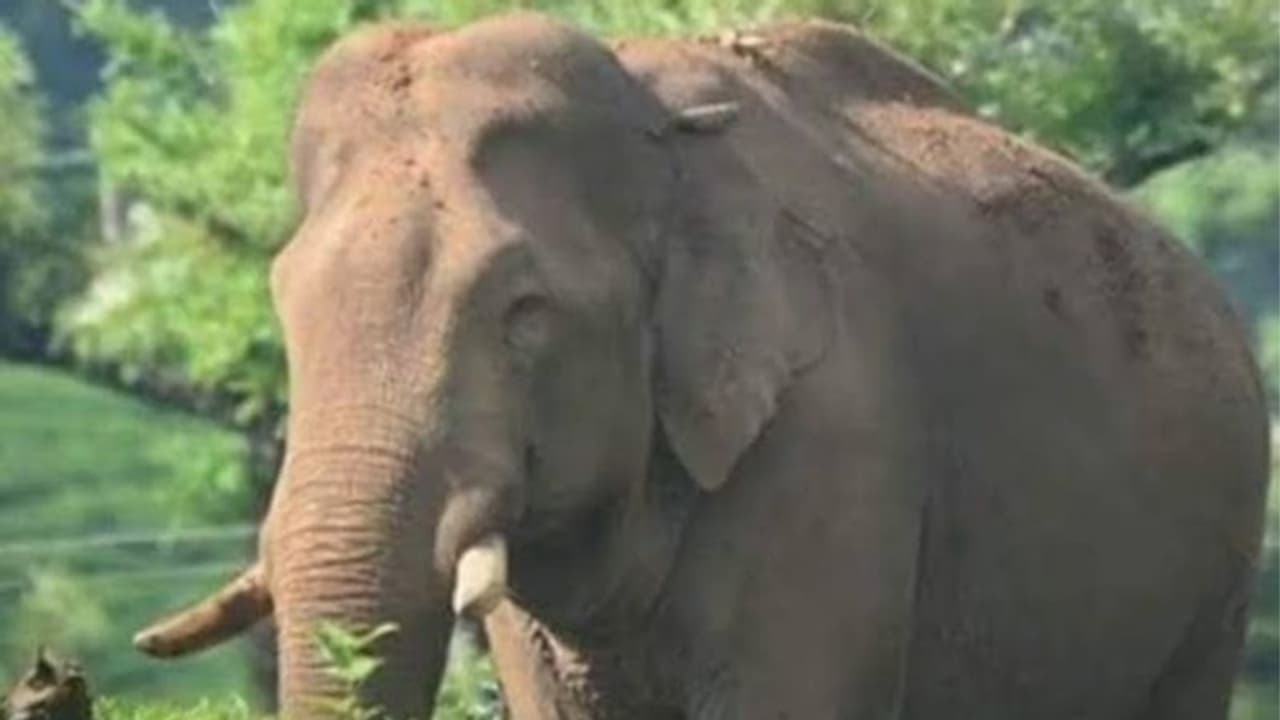 മേഘമലയിൽ തന്നെ ചുറ്റിത്തിരിഞ്ഞ് അരിക്കൊമ്പൻ; നിരീക്ഷിച്ച് വനം വകുപ്പ്, സഞ്ചാരികൾക്കുള്ള നിരോധനം തുടരും