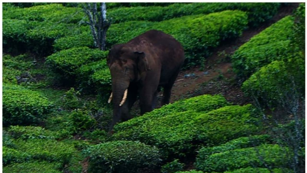 അരിക്കൊമ്പന്‍റെ ഭീഷണി നീങ്ങി,തേനി മേഘമല വന്യജീവി സങ്കേതത്തിൽ വിനോദസഞ്ചാരത്തിന് പോകാം,വിലക്ക് പിൻവലിച്ചു