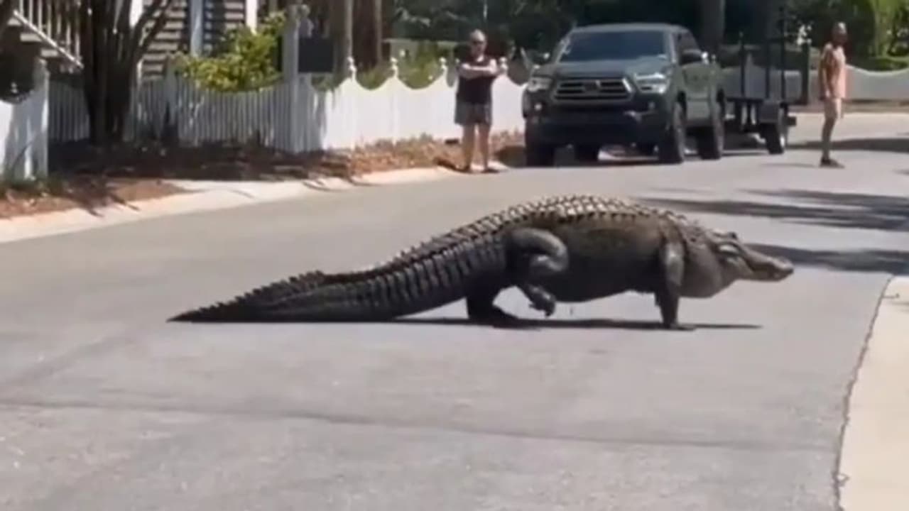 'ഹമ്പോ ഇതെന്താ ദിനോസറോ?'; റോഡ് മുറിച്ചുകടക്കുന്നയാളെ കണ്ടോ? വീഡിയോ... 'ഹമ്പോ ഇതെന്താ ദിനോസറോ?'; റോഡ് മുറിച്ചുകടക്കുന്നയാളെ കണ്ടോ? വീഡിയോ...