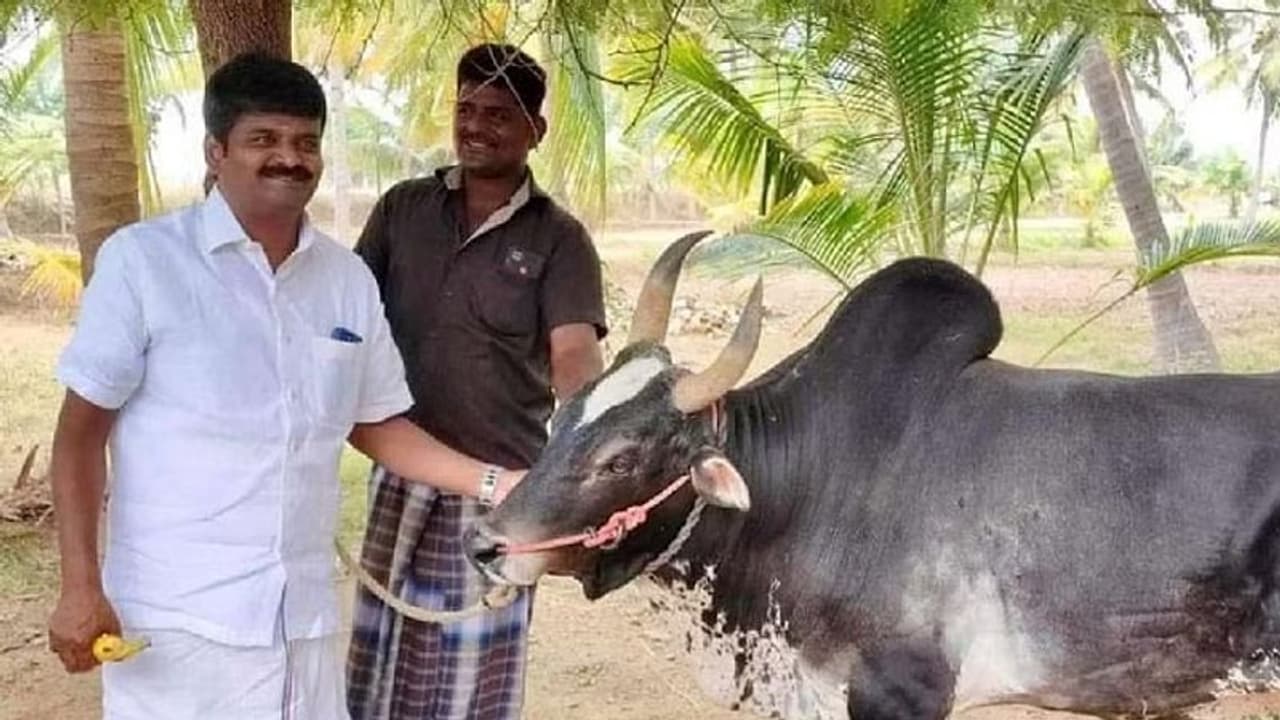 ஜல்லிக்கட்டுப்போட்டியில் படுகாயமடைந்த கருப்பு கொம்பன் காளை உயிரிழப்பு.. அதிர்ச்சியில் கலங்கிய விஜயபாஸ்கர்..!