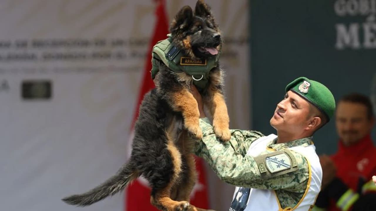 மெக்சிகோவுக்கு ஜெர்மன் ஷெப்பர்ட் நாயை பரிசாக அனுப்பி வைத்த துருக்கி! இதுதான் காரணம்! மெக்சிகோவுக்கு ஜெர்மன் ஷெப்பர்ட் நாயை பரிசாக அனுப்பி வைத்த துருக்கி! இதுதான் காரணம்!