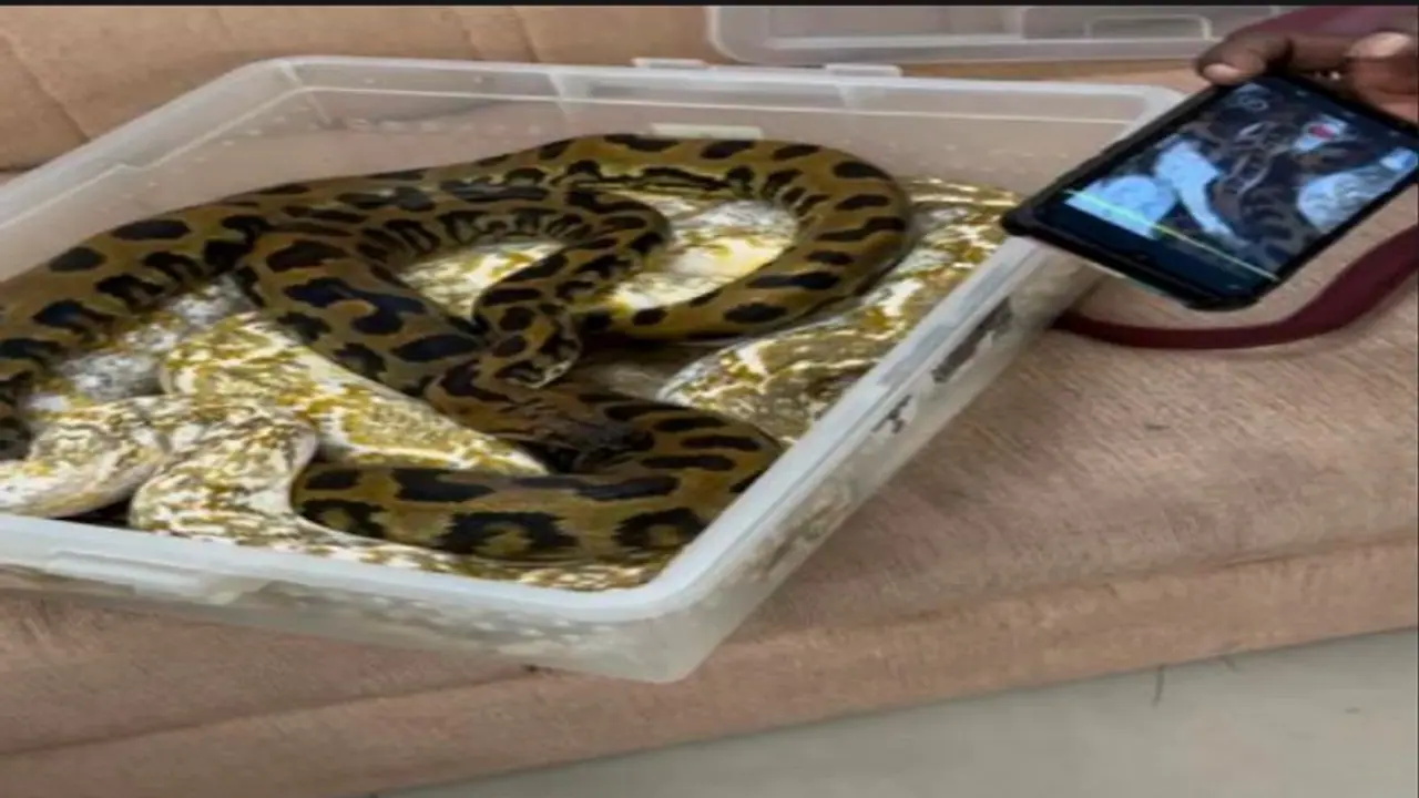 22 ಹಾವು, ಹಲ್ಲಿಗಳನ್ನ ತುಂಬಿಕೊಂಡು ಚೆನ್ನೈ ಏರ್ಪೋರ್ಟ್ಗೆ ಬಂದಿಳಿದ ಮಹಿಳೆ ಅಂದರ್ 22 ಹಾವು, ಹಲ್ಲಿಗಳನ್ನ ತುಂಬಿಕೊಂಡು ಚೆನ್ನೈ ಏರ್ಪೋರ್ಟ್ಗೆ ಬಂದಿಳಿದ ಮಹಿಳೆ ಅಂದರ್