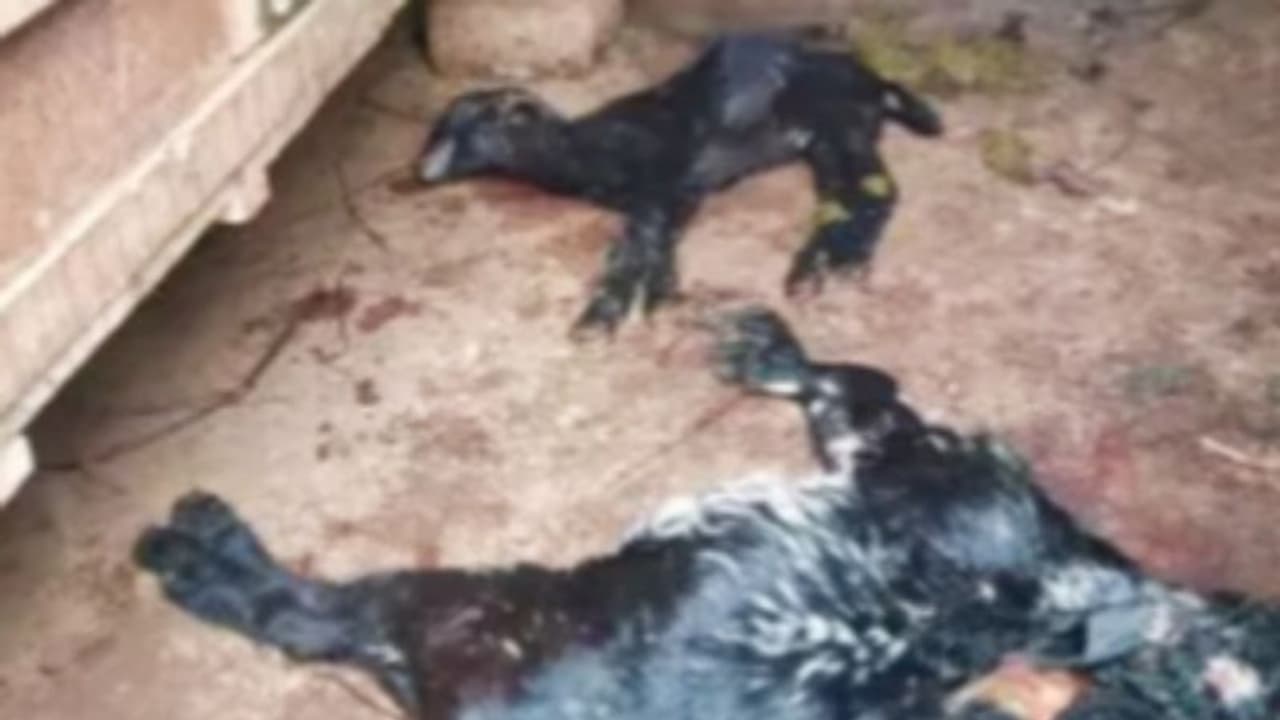 7 ആടുകളെ ഒറ്റ ദിവസം കൊണ്ട് കൊന്ന് തെരുവുനായകള്, ഉപജീവനമാര്ഗം നിലച്ച് വീട്ടമ്മ 7 ആടുകളെ ഒറ്റ ദിവസം കൊണ്ട് കൊന്ന് തെരുവുനായകള്, ഉപജീവനമാര്ഗം നിലച്ച് വീട്ടമ്മ