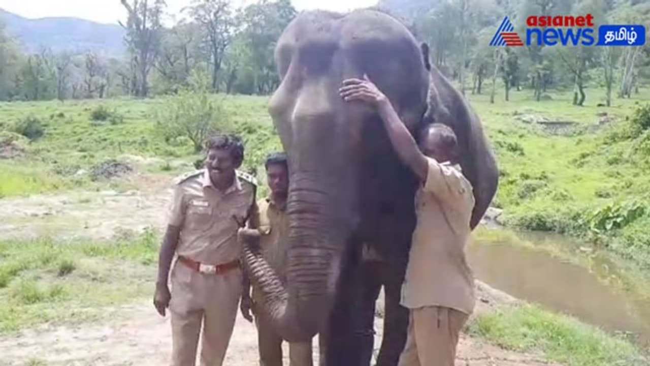 Watch : பொள்ளாச்சி யானை முகாமில், வன அதிகாரி பாடிய பாடலை மெய்மறந்து ரசித்த யானை! Watch : பொள்ளாச்சி யானை முகாமில், வன அதிகாரி பாடிய பாடலை மெய்மறந்து ரசித்த யானை!