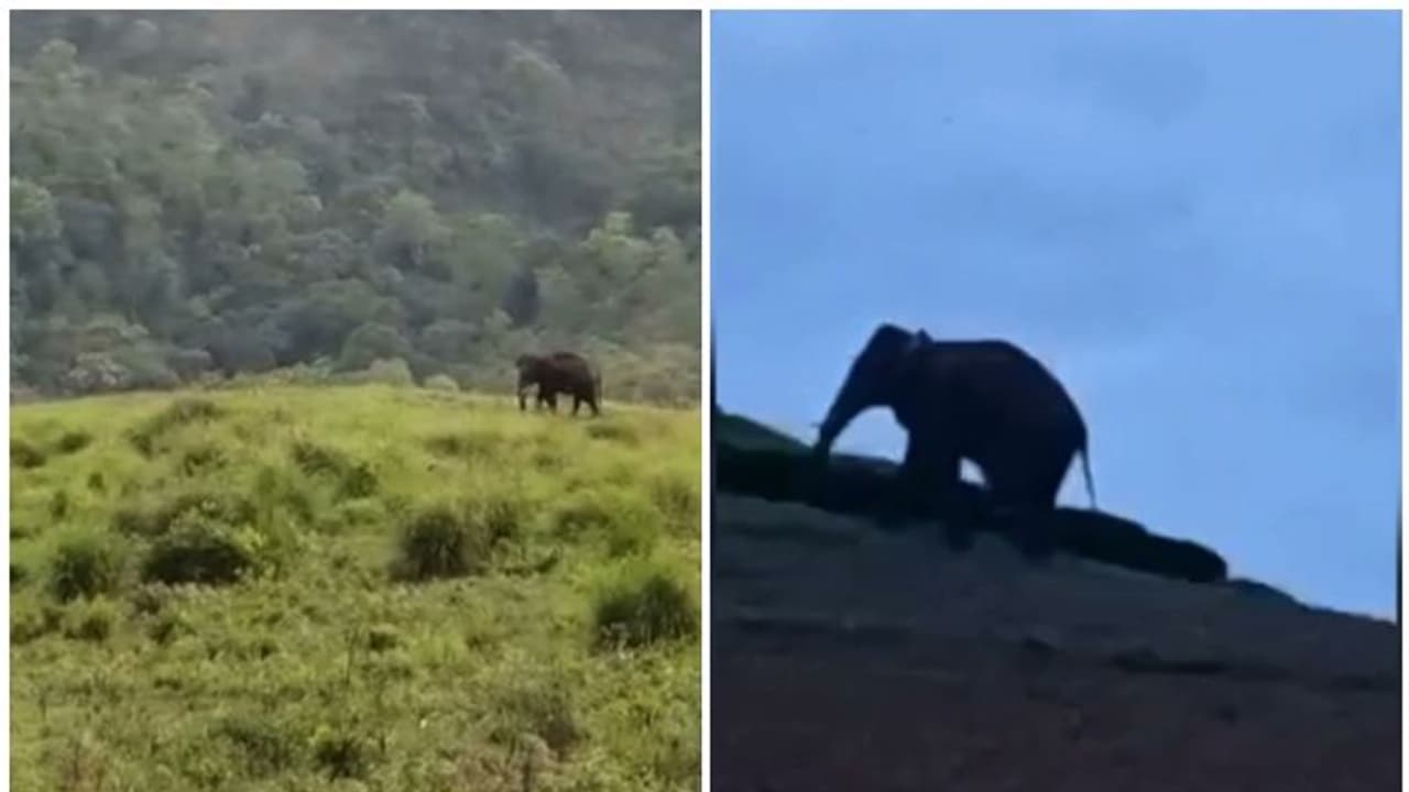 നാട്ടുകാര് ഭയന്നത് സംഭവിച്ചു, അരി തേടി അരിക്കൊമ്പനെത്തിയത് പുലര്ച്ചെ, ആശങ്കയോടെ പ്രദേശവാസികൾ നാട്ടുകാര് ഭയന്നത് സംഭവിച്ചു, അരി തേടി അരിക്കൊമ്പനെത്തിയത് പുലര്ച്ചെ, ആശങ്കയോടെ പ്രദേശവാസികൾ