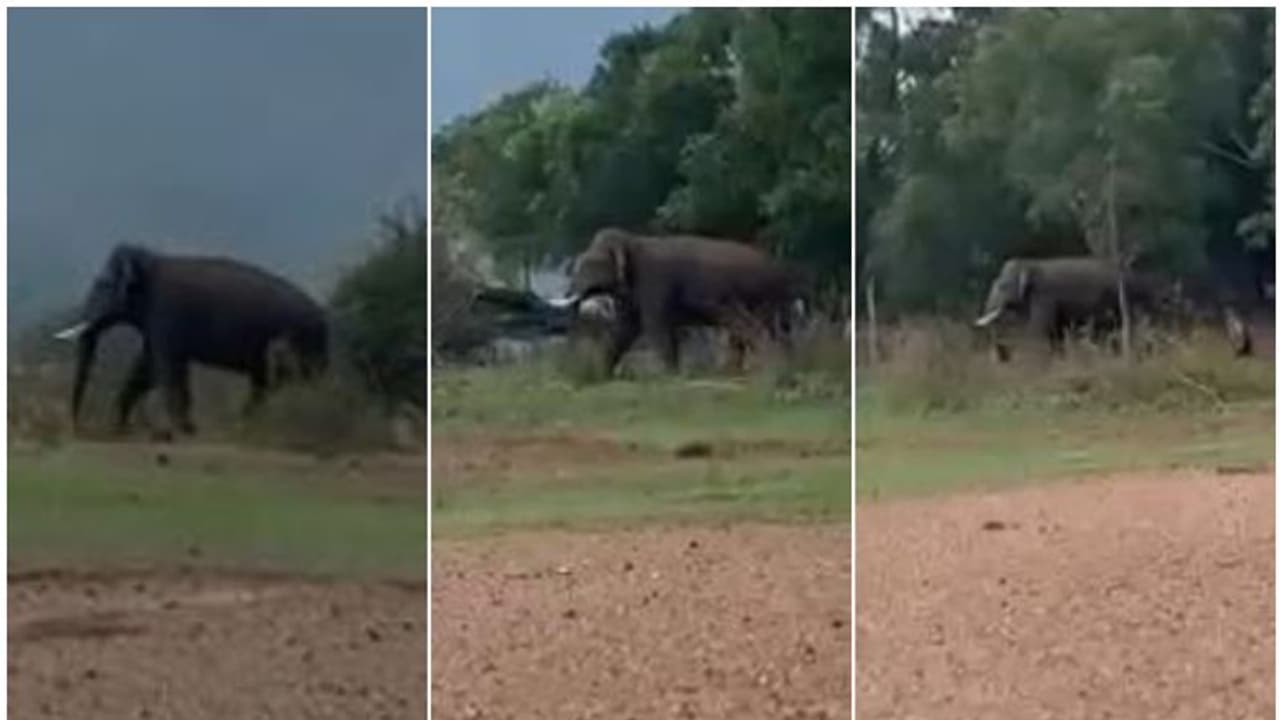 പേരും സ്ഥലവും മാത്രം മാറ്റം, ഭീഷണി ഒന്നു തന്നെ! കാടിറങ്ങി പി ടി 14, ജനവാസമേഖലയിൽ എത്തിയത് മദപ്പാടോടെ; വീഡിയോ പേരും സ്ഥലവും മാത്രം മാറ്റം, ഭീഷണി ഒന്നു തന്നെ! കാടിറങ്ങി പി ടി 14, ജനവാസമേഖലയിൽ എത്തിയത് മദപ്പാടോടെ; വീഡിയോ