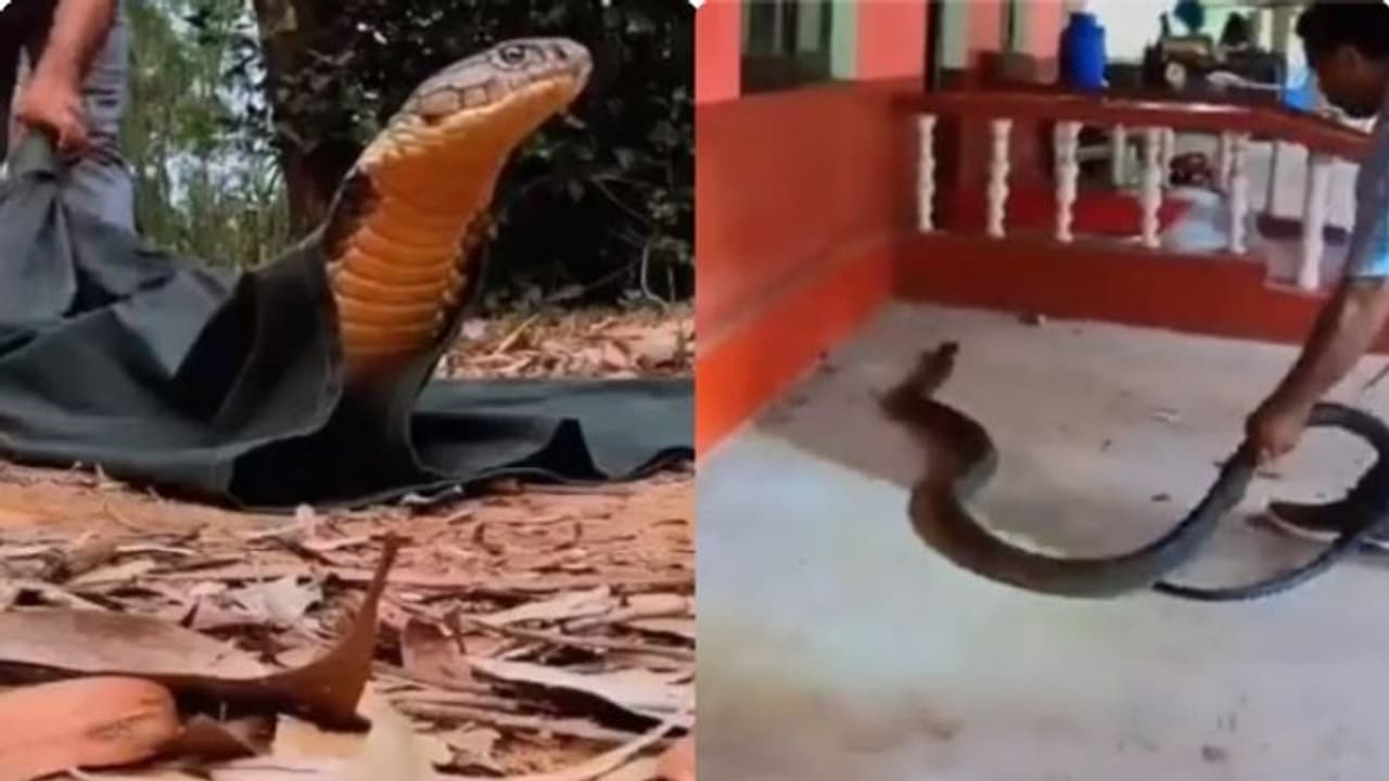 കാറിനടിയിൽ 15 അടി നീളമുള്ള രാജവെമ്പാല ; പിടികൂടിയ ശേഷം കാട്ടിലേക്ക്, വീഡിയോ