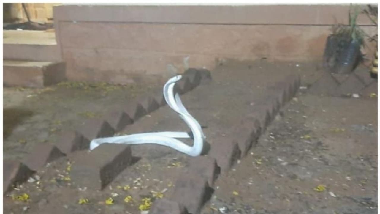 സാമൂഹിക മാധ്യമങ്ങളില്‍ വൈറലായി 'വെളുത്ത മൂര്‍ഖന്‍റെ' വീഡിയോ ! 