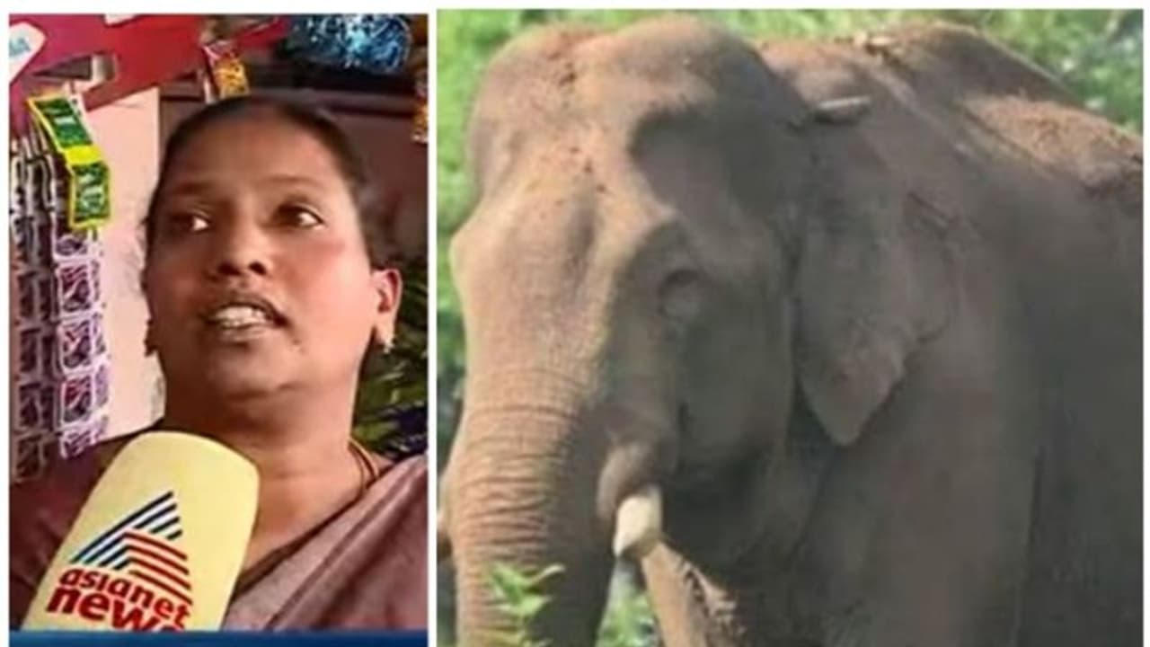  അരിക്കൊമ്പൻ ജനവാസമേഖലയ്ക്കടുത്ത്, വിനോദ സഞ്ചാരികൾക്ക് നിരോധനം; തമിഴ്നാടിനും തലവേദന 