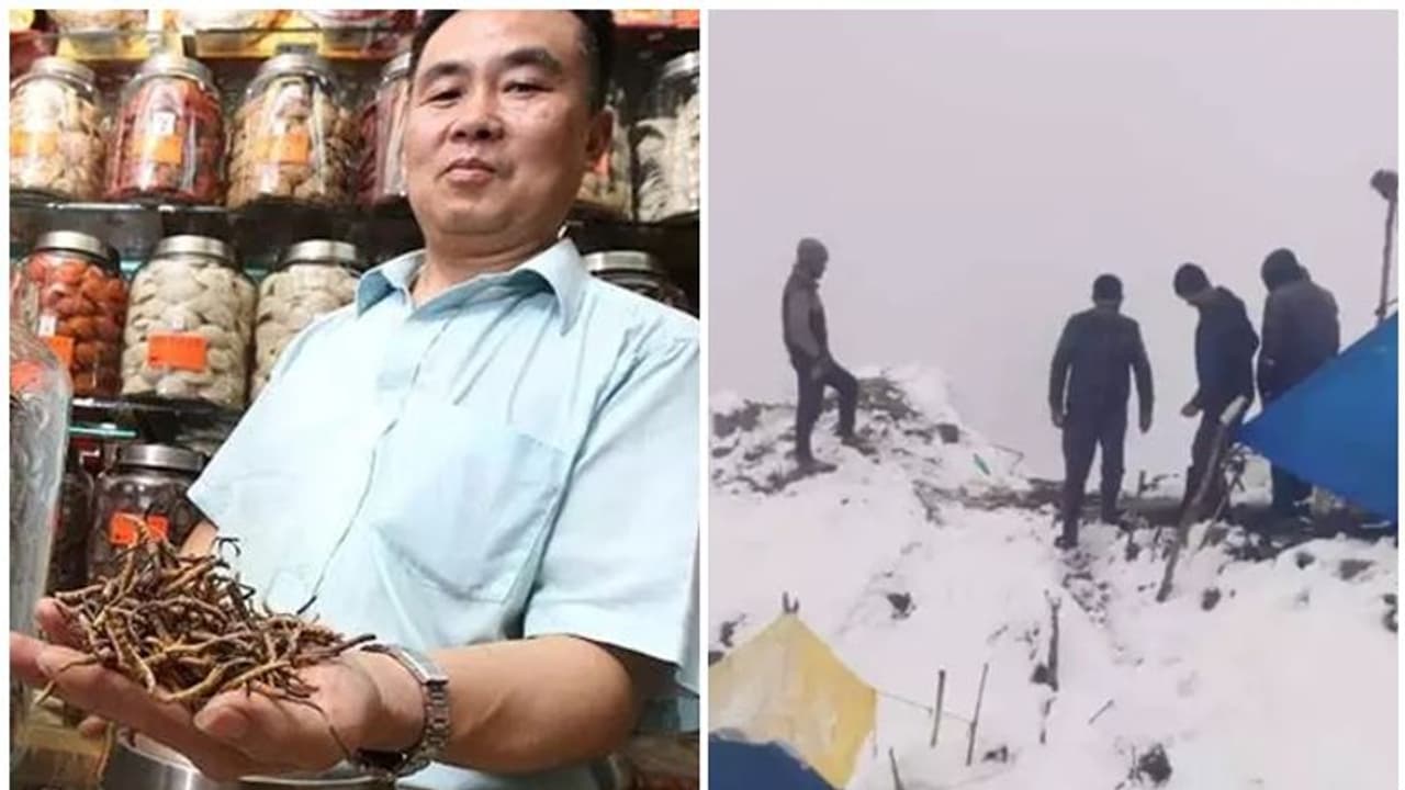 ಹಿಮಾಲಯದ ವಯಾಗ್ರ.. ಕಾಮೋತ್ತೇಜಕ 'ಕೀಡಾ ಜಡಿ..' ಕಲೆಹಾಕಲು ಅಡ್ಡಿಯಾದ ಹಿಮ!