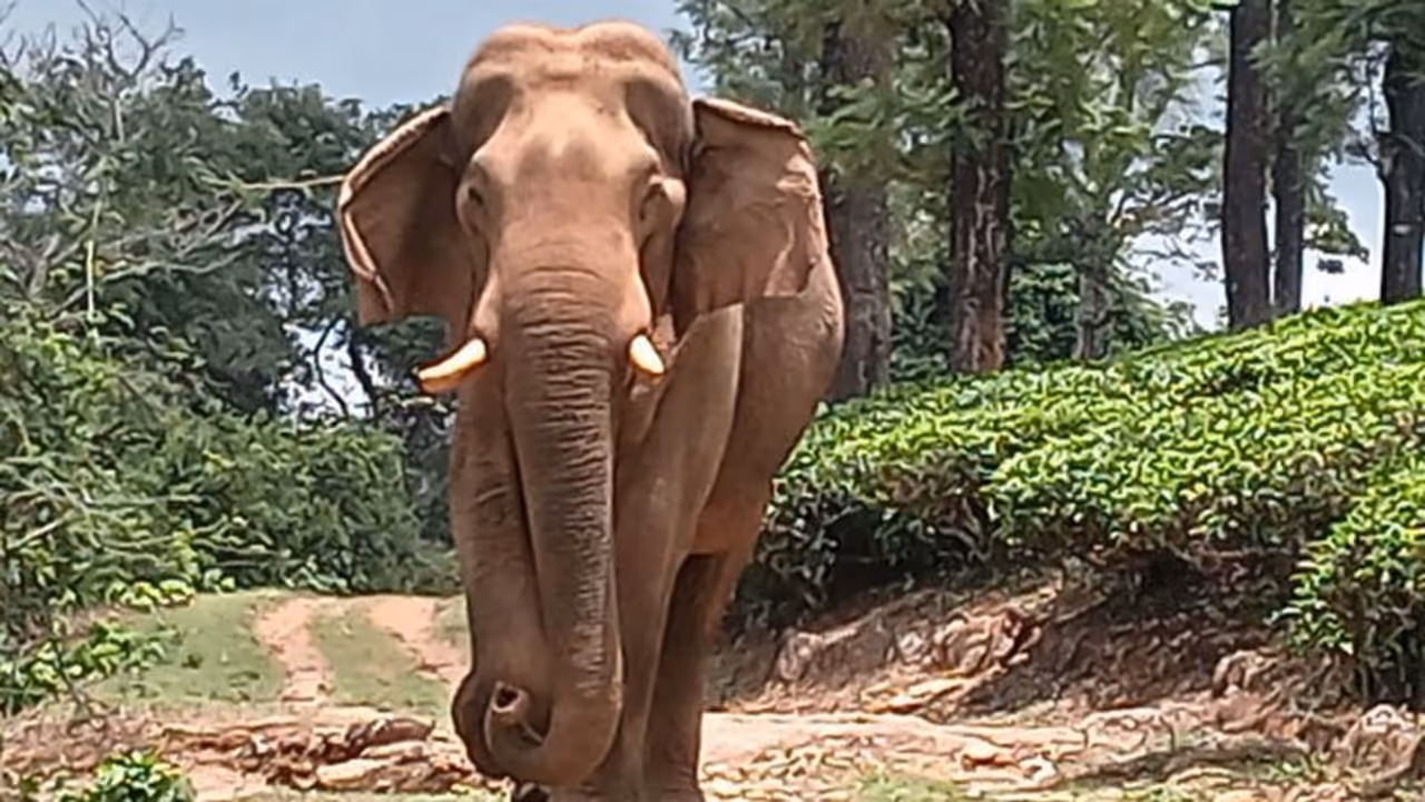 സീസണായാൽ മാങ്ങയും ചക്കയും തേടി കാടിറങ്ങും, കിട്ടിയില്ലെങ്കിലും പരിഭവമില്ല: ഇത് ചില്ലിക്കൊമ്പൻ സീസണായാൽ മാങ്ങയും ചക്കയും തേടി കാടിറങ്ങും, കിട്ടിയില്ലെങ്കിലും പരിഭവമില്ല: ഇത് ചില്ലിക്കൊമ്പൻ