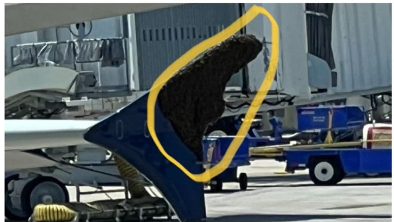 വിമാനച്ചിറകില്‍ തേനീച്ച കൂട്ടം; നാല് മണിക്കൂര്‍ വൈകി ഡെല്‍റ്റയുടെ വിമാനം 