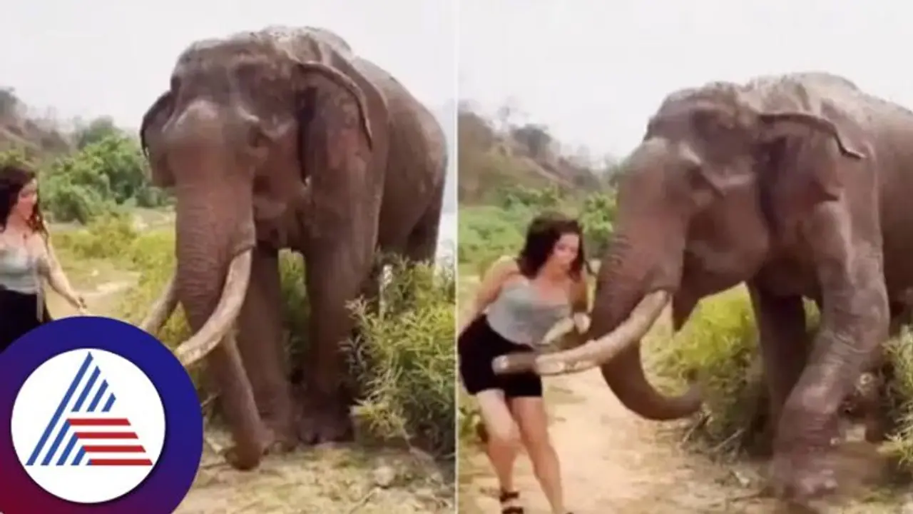 ಆನೆಯ ತಾಳ್ಮೆ ಪರೀಕ್ಷಿಸಿದ ಯುವತಿಯ ಎತ್ತಿ ಎಸೆದ ಗಜೇಂದ್ರ.. ವೈರಲ್ ವೀಡಿಯೋ