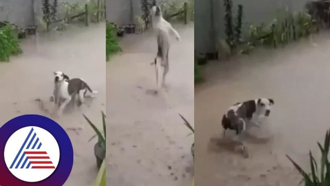 ಮೊದಲ ಮಳೆಗೆ ಕುಣಿದು ಕುಪ್ಪಳಿಸಿದ ನಾಯಿ... ವೈರಲ್ ವಿಡಿಯೋ