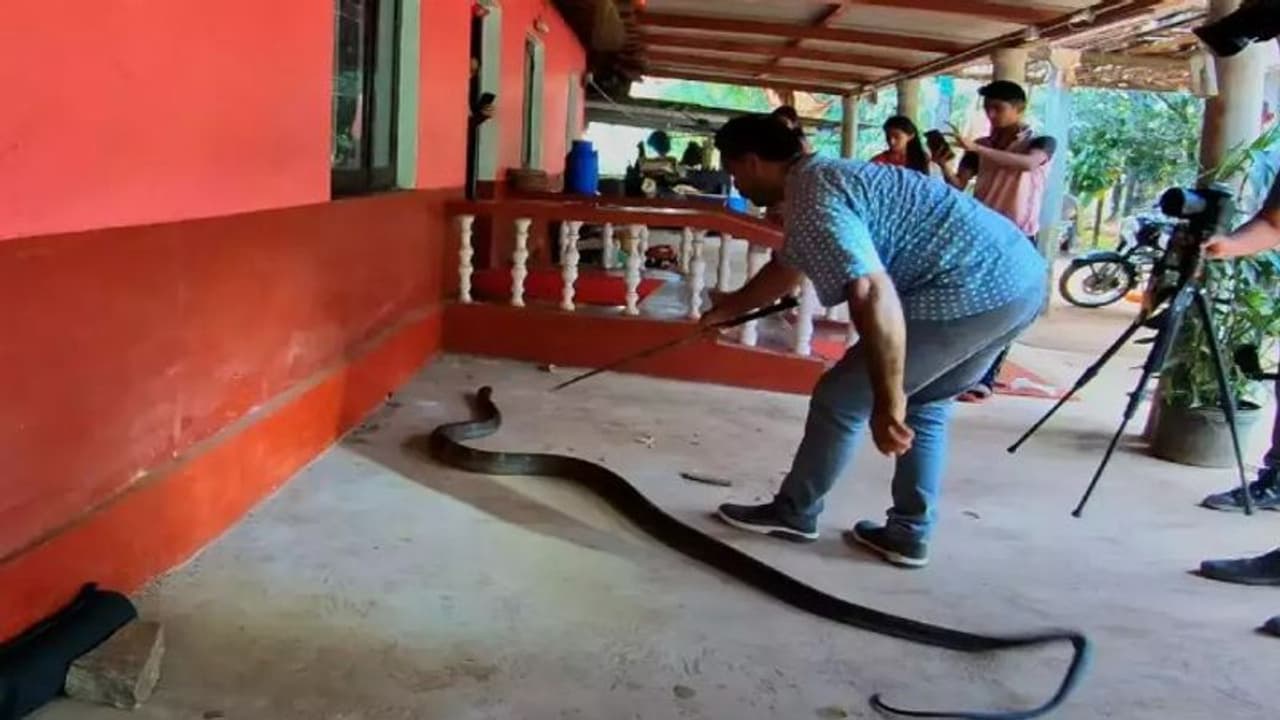 ಕಾರೊಳಗೆ ಅಡಗಿದ್ದ 15 ಅಡಿ ಉದ್ದದ ನಾಗರ ಹಾವು: ರಕ್ಷಿಸಿ ಕಾಡಿಗೆ ಬಿಟ್ಟ ಉರಗತಜ್ಞ