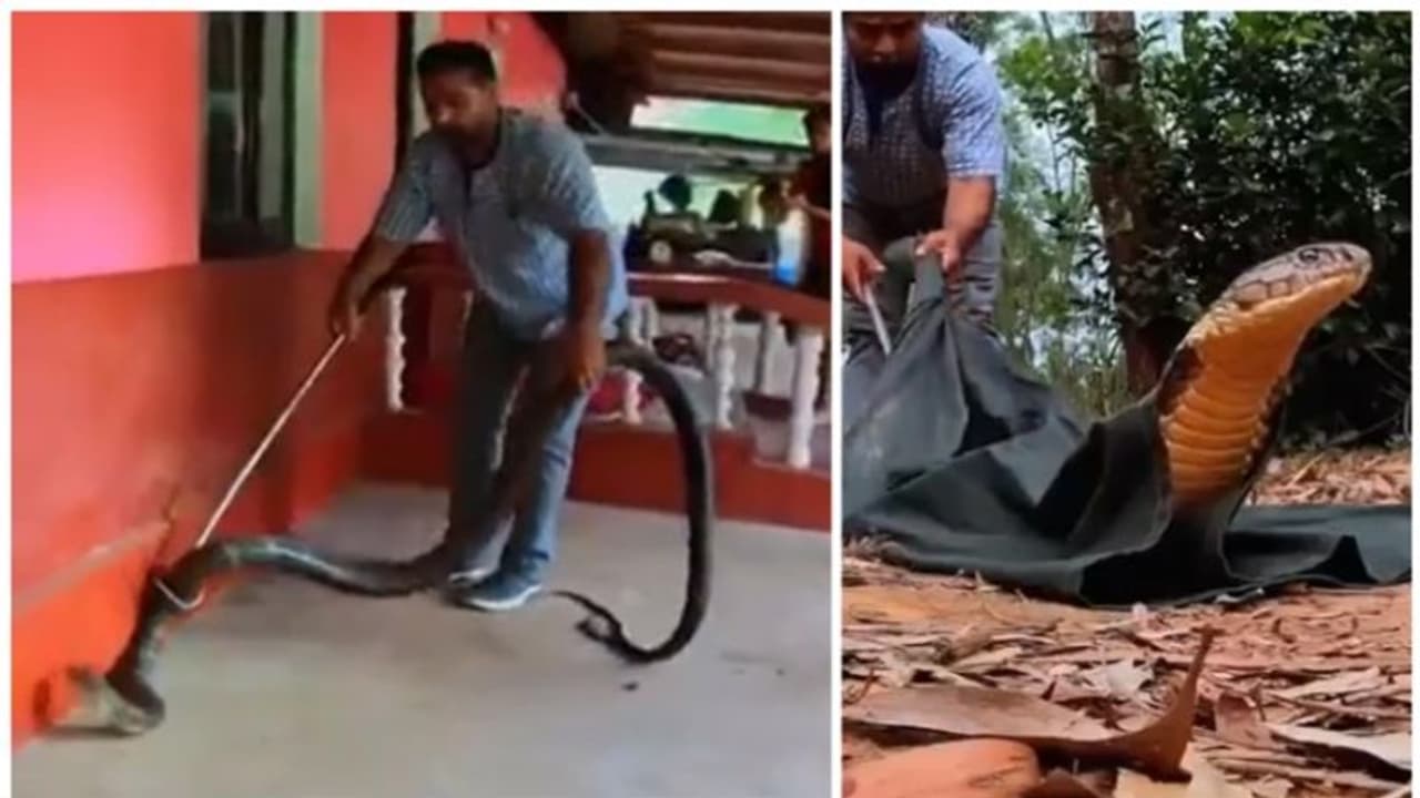കാറിനടിയില്‍ ഒളിച്ചിരുന്നത് 15 അടി നീളമുള്ള രാജവെമ്പാല; വീഡിയോ വീണ്ടും വൈറലാകുന്നു