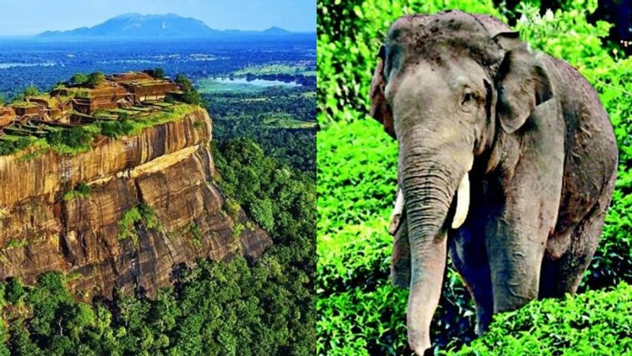 'അരിക്കൊമ്പന്‍റെ' ഷൂട്ടിംഗ് ഒക്ടോബറിൽ; ചിത്രീകരണം ശ്രീലങ്കയിലെ സിഗിരിയയിൽ 