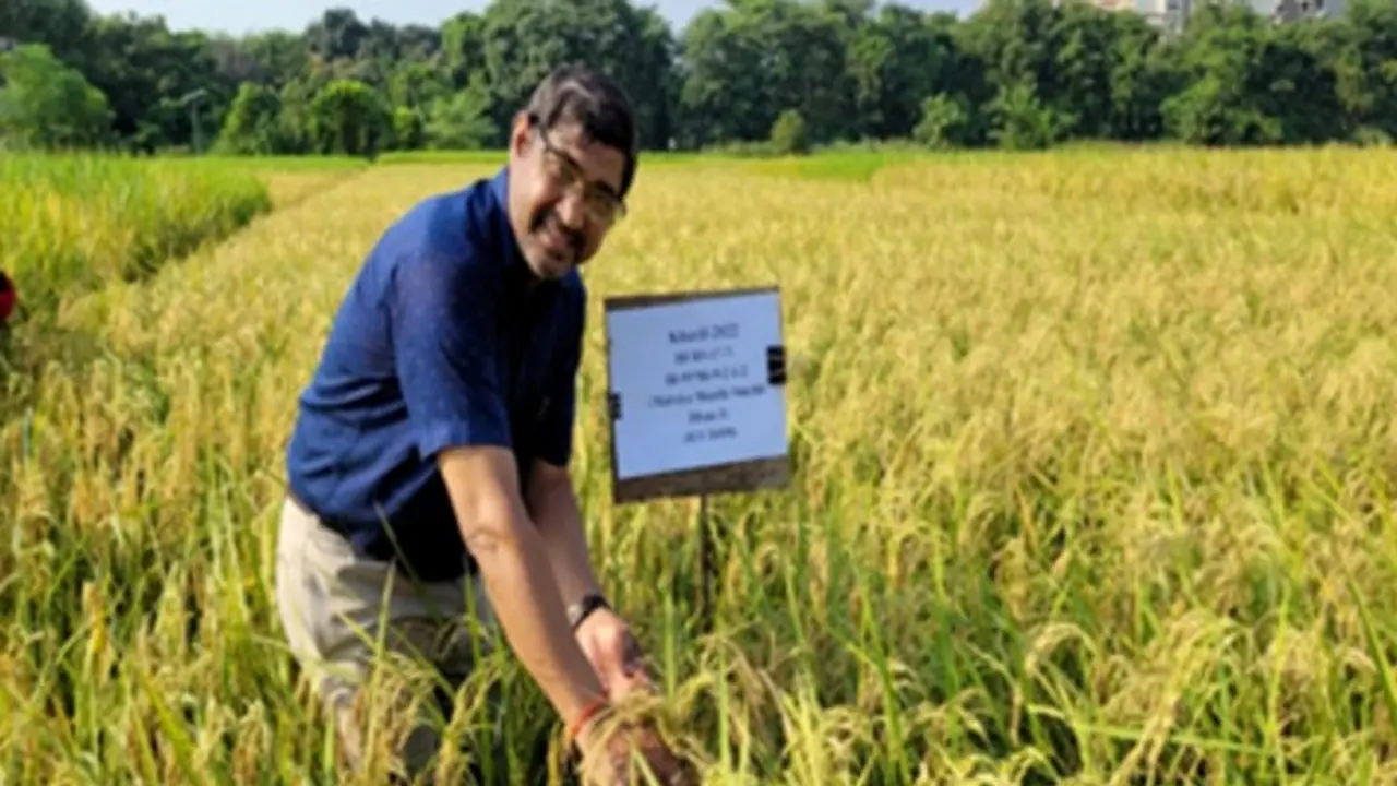 bhu rice