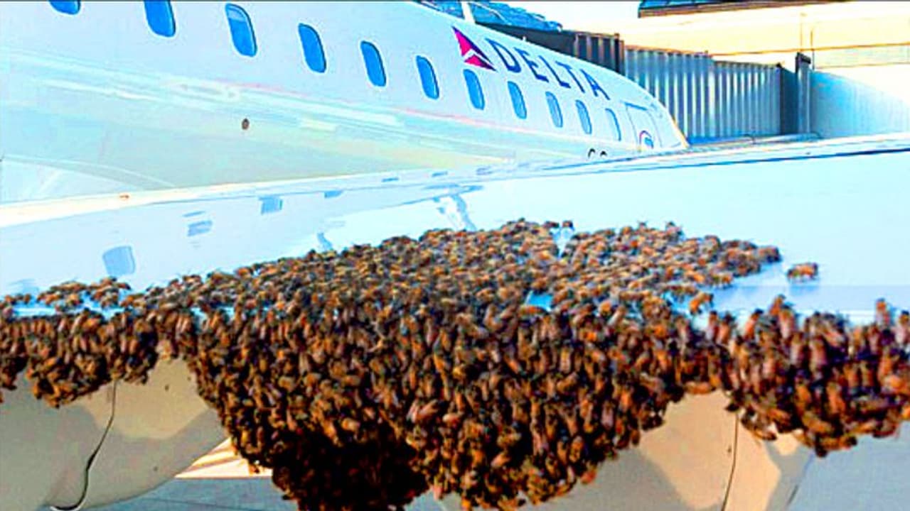 ಜೇನುನೊಣಗಳ ಹಾವಳಿ: 4 ಗಂಟೆ ತಡವಾಗಿ ಹೊರಟ ವಿಮಾನ: ಪ್ರಯಾಣಿಕರ ಆಕ್ರೋಶ