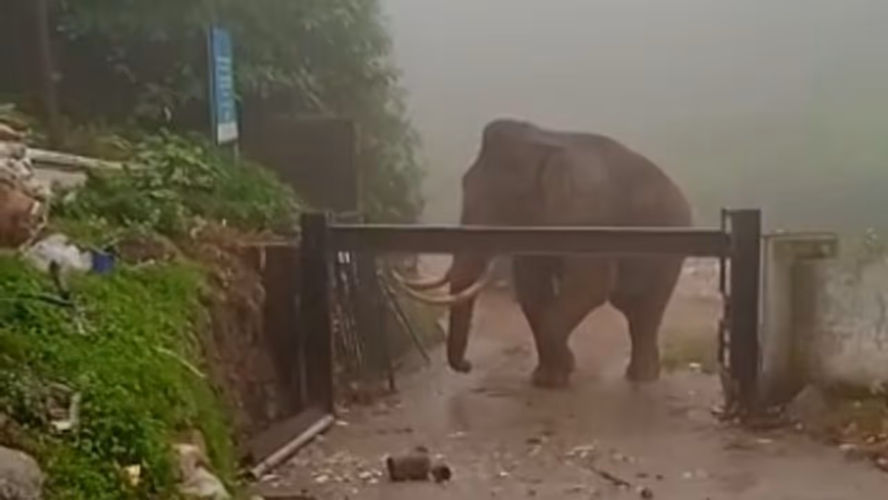 മുന്നിൽ 'പടയപ്പ', മൂന്നാറിൽ ശുചീകരണത്തൊഴിലാളികൾ പ്ലാന്റിനുളളിൽ കുടുങ്ങി മുന്നിൽ 'പടയപ്പ', മൂന്നാറിൽ ശുചീകരണത്തൊഴിലാളികൾ പ്ലാന്റിനുളളിൽ കുടുങ്ങി