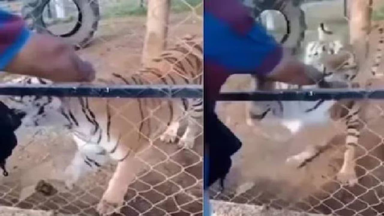 കൂട്ടിൽ കയ്യിട്ട് കടുവയെ ലാളിക്കാൻ ശ്രമിച്ചു, പിന്നെ നടന്നത്... കൂട്ടിൽ കയ്യിട്ട് കടുവയെ ലാളിക്കാൻ ശ്രമിച്ചു, പിന്നെ നടന്നത്...