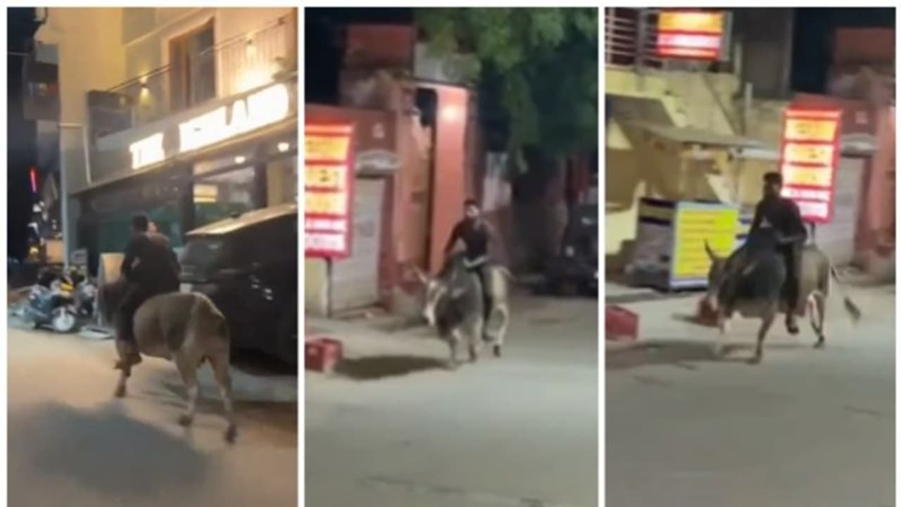 മദ്യലഹരിയില്‍ കാളപ്പുറത്തൊരു 'റൈഡ്;' ഒടുവില്‍ പോലീസിന് മുന്നില്‍ മാപ്പ് പറച്ചില്‍, വൈറല്‍ വീഡിയോ! 