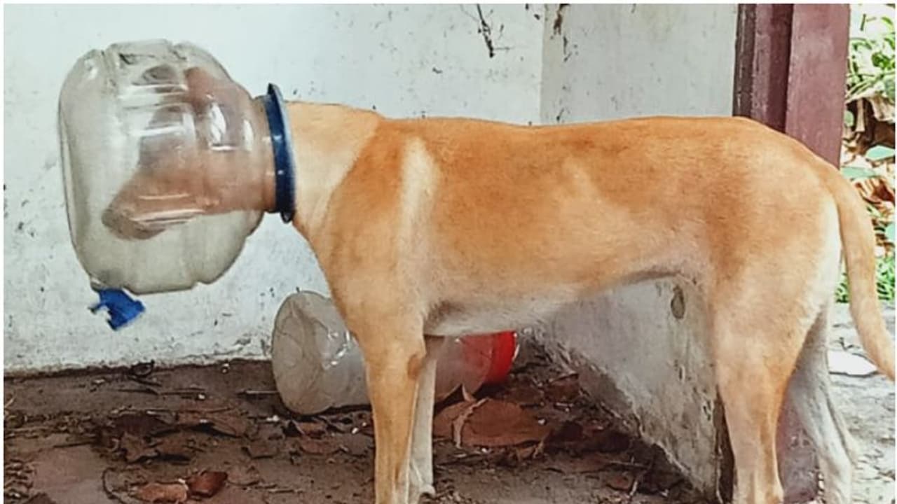 വെള്ളംകുടിക്കവെ തല കുടുങ്ങി, നായയുടെ ദുരവസ്ഥയിൽ നാട്ടുകാരുടെ രക്ഷിക്കൽ ശ്രമവും വിജയിച്ചില്ല; ഇനി ഒരേ ഒരു വഴി! വെള്ളംകുടിക്കവെ തല കുടുങ്ങി, നായയുടെ ദുരവസ്ഥയിൽ നാട്ടുകാരുടെ രക്ഷിക്കൽ ശ്രമവും വിജയിച്ചില്ല; ഇനി ഒരേ ഒരു വഴി!