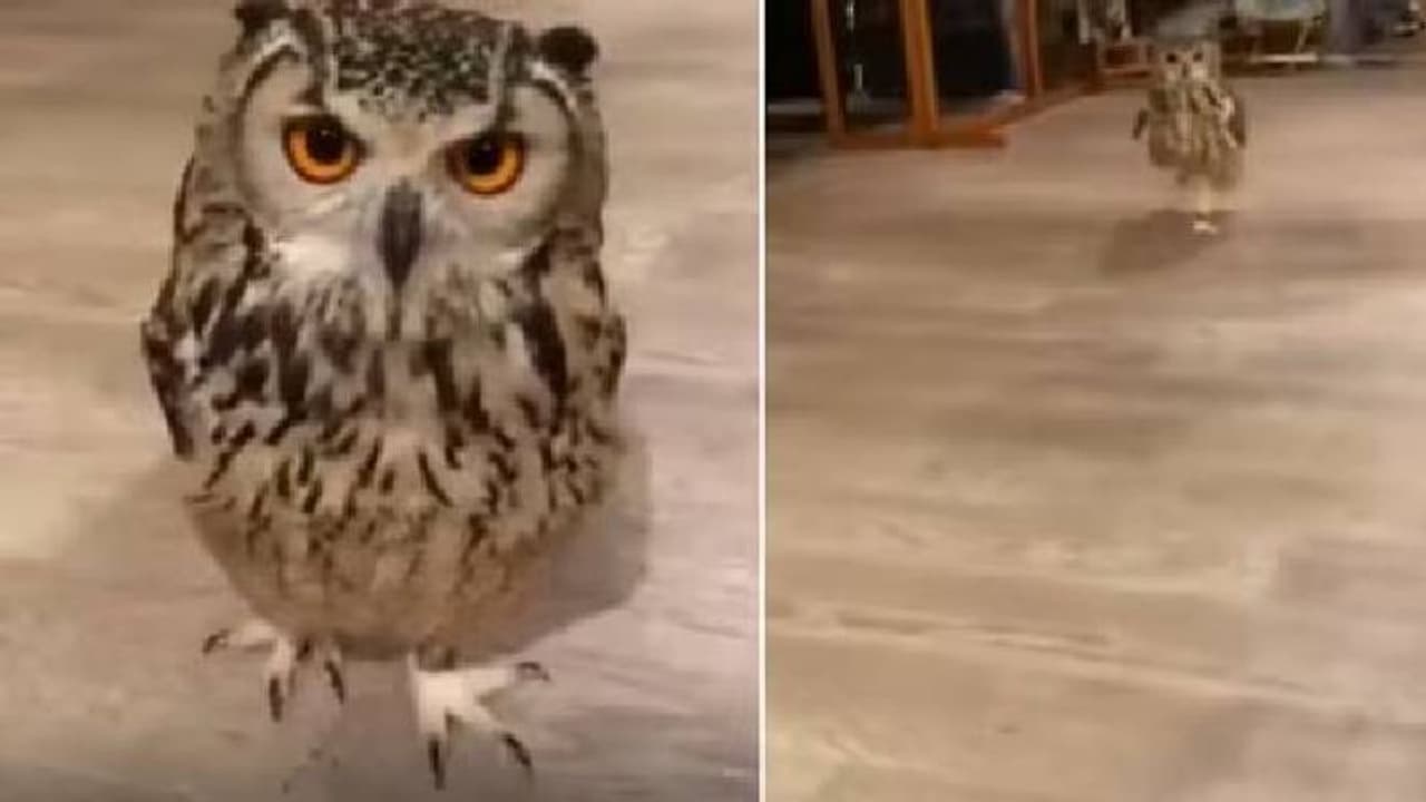 Viral video: ക്യാമറയ്‍ക്ക് നേരെ ഓടിവരുന്ന മൂങ്ങ, വൈറലായി വീഡിയോ