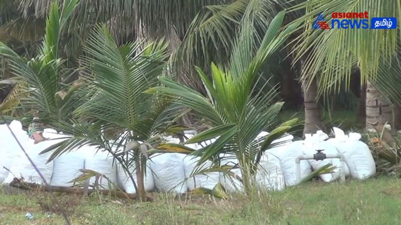 Watch : சாத்தான்குளத்தில் கேட்பாரற்று கிடந்த 2500 கிலோ கஞ்சா பறிமுதல்! விடிய விடிய எடை போடும் போலீசார்!