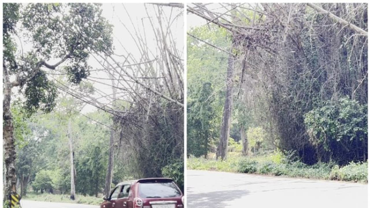 ഉണങ്ങി ദ്രവിച്ച മുളകള് തൂങ്ങി നില്ക്കുന്നു; ദേശീയപാതയില് ബത്തേരി മുത്തങ്ങ റൂട്ടില് അപകടം പതിയിരിക്കുന്നു ഉണങ്ങി ദ്രവിച്ച മുളകള് തൂങ്ങി നില്ക്കുന്നു; ദേശീയപാതയില് ബത്തേരി മുത്തങ്ങ റൂട്ടില് അപകടം പതിയിരിക്കുന്നു