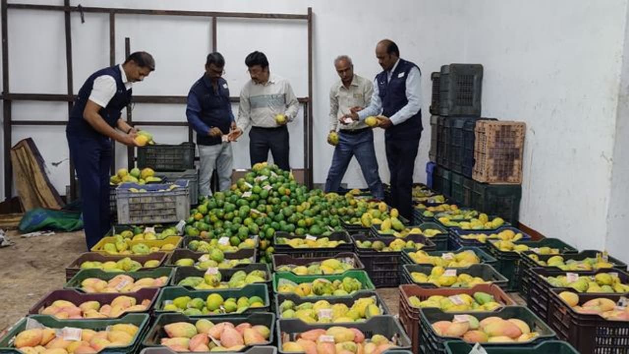 கோவையில் ரசாயனத்தால் பழுக்கவைக்கப்பட்ட 25 டன் மாம்பழங்கள் அழிப்பு