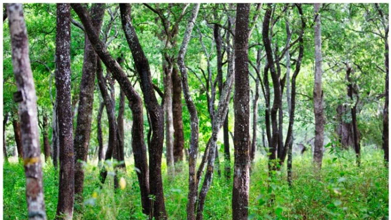 മറയൂരിൽ പുതിയ ചന്ദനക്കാട് ഒരുങ്ങുന്നു; വിസ്തൃതി 5 ഹെക്ടറിലധികം