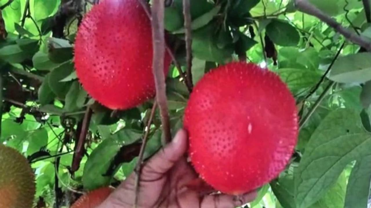 വിഴിഞ്ഞത്ത് 3 സെന്റിലെ വാടക വീട്ടിലെ ടെറസില് വിളഞ്ഞ് 'സ്വര്ഗത്തിലെ പഴം' വിഴിഞ്ഞത്ത് 3 സെന്റിലെ വാടക വീട്ടിലെ ടെറസില് വിളഞ്ഞ് 'സ്വര്ഗത്തിലെ പഴം'