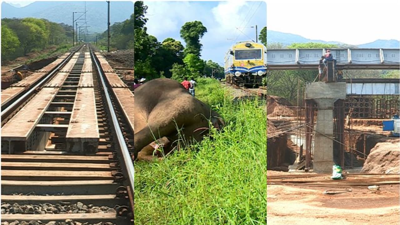 ആനക്കൂട്ടങ്ങൾക്ക് സ്വൈര്യ വിഹാരത്തിനായി അടിപ്പാതകൾ നിർമ്മിക്കാനൊരുങ്ങി റെയിൽവേ