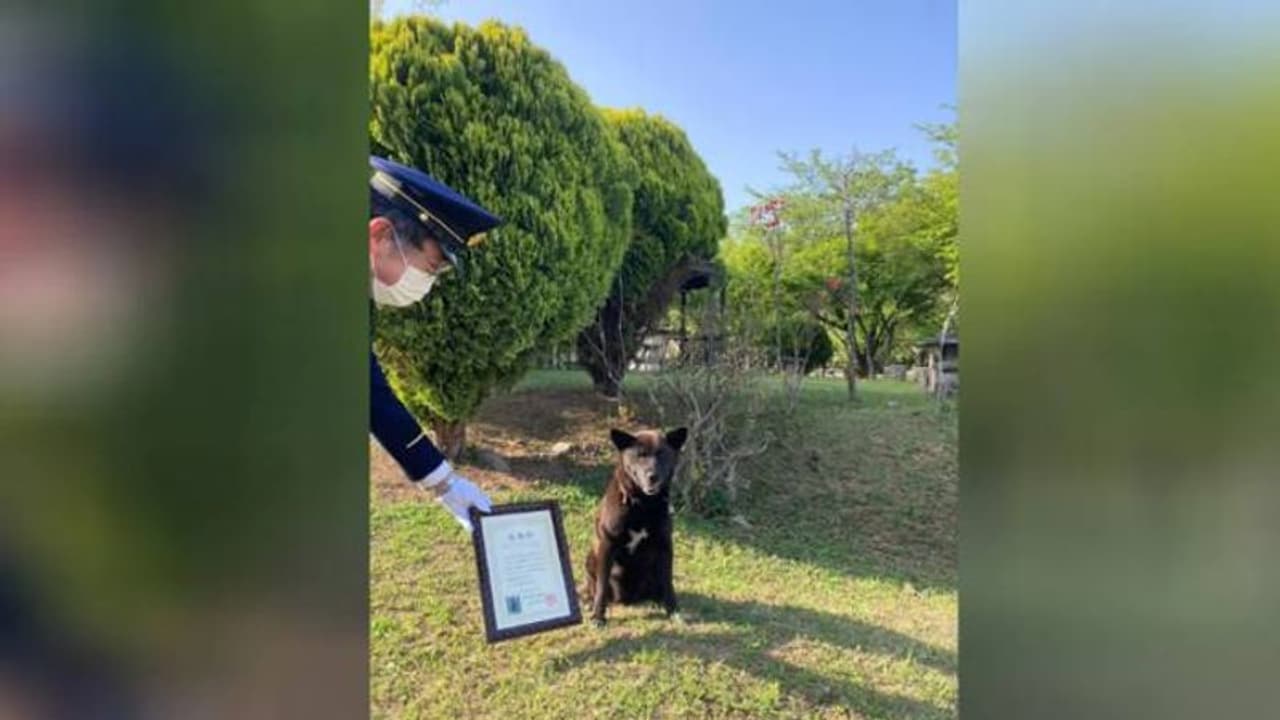 ഹൃദയാഘാതം വന്നയാളുടെ ജീവൻ രക്ഷിച്ചു, നായയ്ക്ക് ആദരം ഹൃദയാഘാതം വന്നയാളുടെ ജീവൻ രക്ഷിച്ചു, നായയ്ക്ക് ആദരം