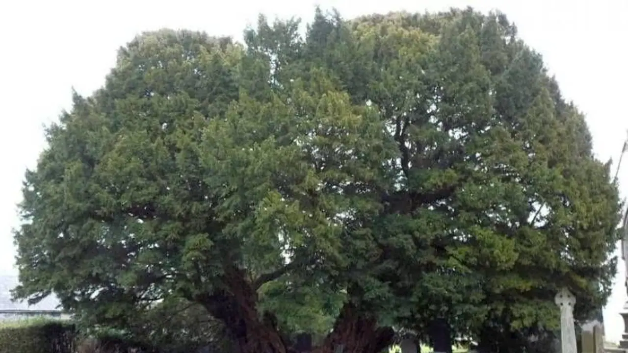 ದಾನ ಮಾಡುವ ಬದಲು ಮರಗಳನ್ನು ನೆಡಿ: ಶ್ರೀಕೃಷ್ಣ ಹೇಳಿದ ಸ್ವರ್ಗದ ದಾರಿಯ ಗುಟ್ಟು ಏನು?