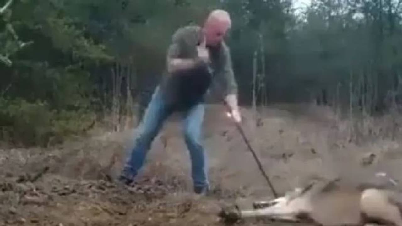 കെണിയിലകപ്പെട്ട ചെന്നായയെ ജീവൻ പണയം വെച്ച് രക്ഷിക്കുന്ന മനുഷ്യൻ; വൈറലായി വീഡിയോ കെണിയിലകപ്പെട്ട ചെന്നായയെ ജീവൻ പണയം വെച്ച് രക്ഷിക്കുന്ന മനുഷ്യൻ; വൈറലായി വീഡിയോ