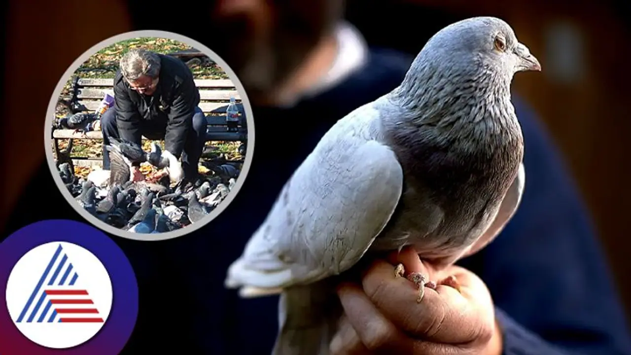 Astrology Tips: ಪಾರಿವಾಳಕ್ಕೆ ಇಂದೇ ಈ ಆಹಾರ ತಿನ್ನಿಸಿದ್ರೆ ಹಣದ ಹೊಳೆ ಹರಿಯೋದು ಗ್ಯಾರಂಟಿ