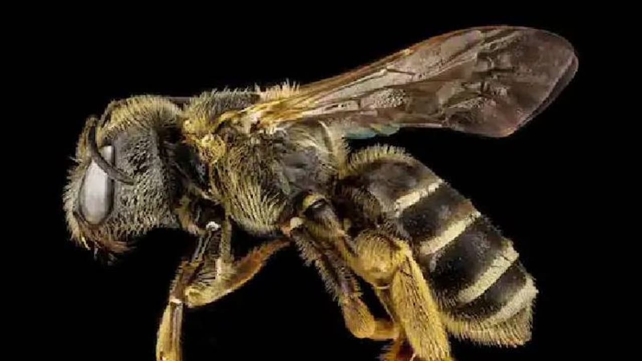 നിയന്ത്രണം വിട്ട ബസ് തേനീച്ചക്കൂട്ടിൽ ഇടിച്ചു; കൊലയാളി തേനീച്ചകളുടെ ആക്രമണത്തിൽ ആറുപേർ കൊല്ലപ്പെട്ടു