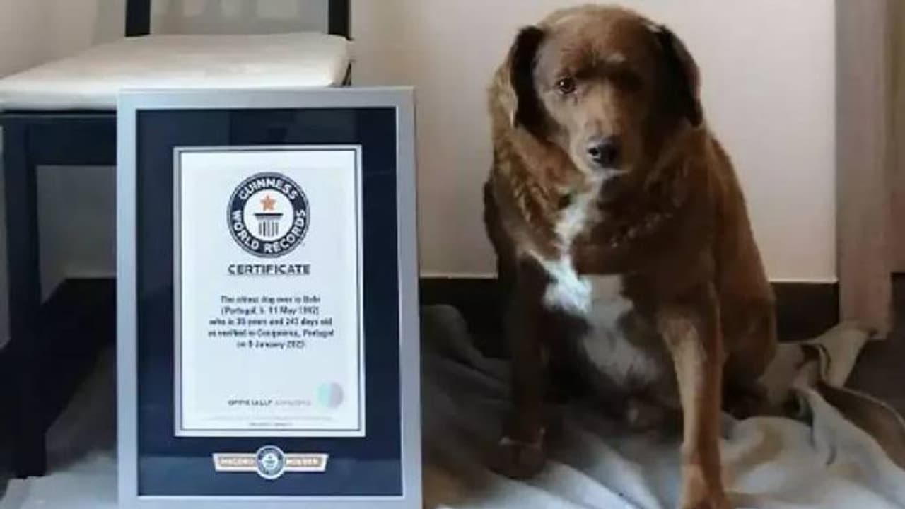 ഹാപ്പി ബർത്ത് ഡേ ബോബി! ലോകത്തിലെ ഏറ്റവും പ്രായം കൂടിയ നായ ബോബി ഇനി 31 കാരൻ